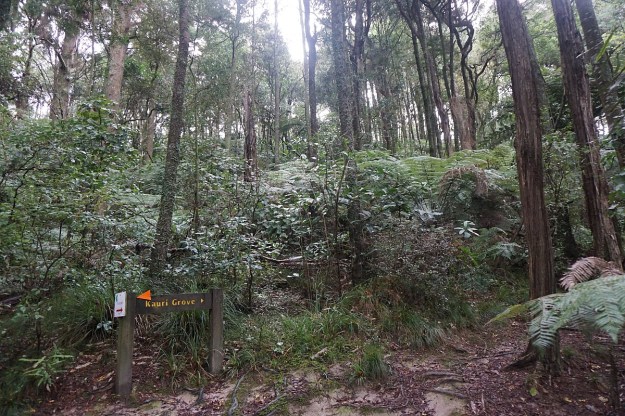 DSC03797_Pukemokemoke