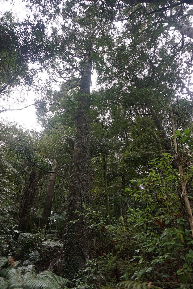 DSC03800_Pukemokemoke