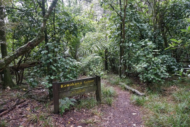 DSC03804_Pukemokemoke