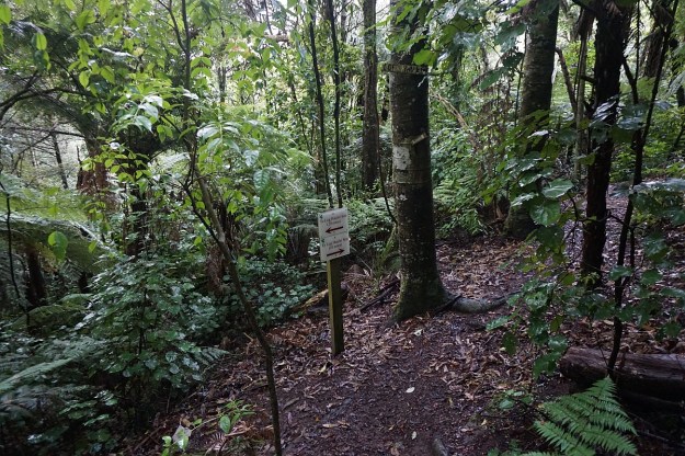 DSC03819_Pukemokemoke