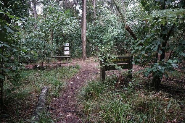 DSC03847_Pukemokemoke