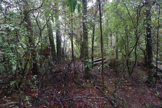 DSC03848_Pukemokemoke