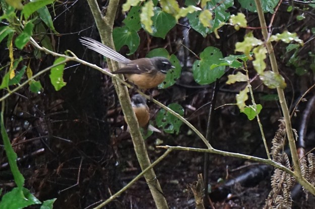 DSC03853_Pukemokemoke