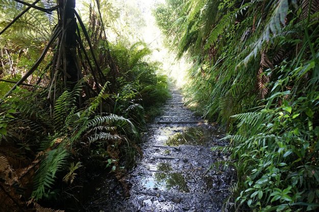 DSC03915_WaitawhetaTramway