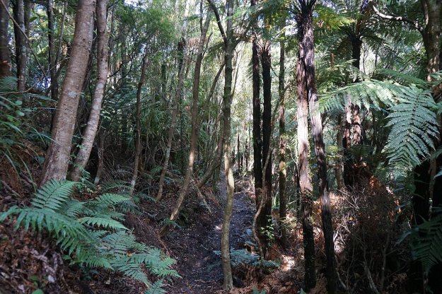 DSC03982_WaitawhetaTramway