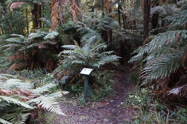 DSC03984_WaitawhetaTramway