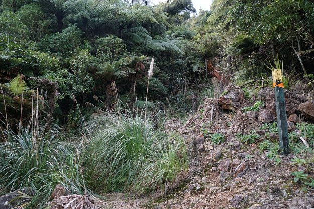 DSC04089_MtTeAroha_Tui