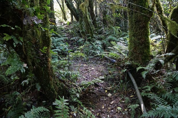 DSC04099_MtTeAroha_Tui