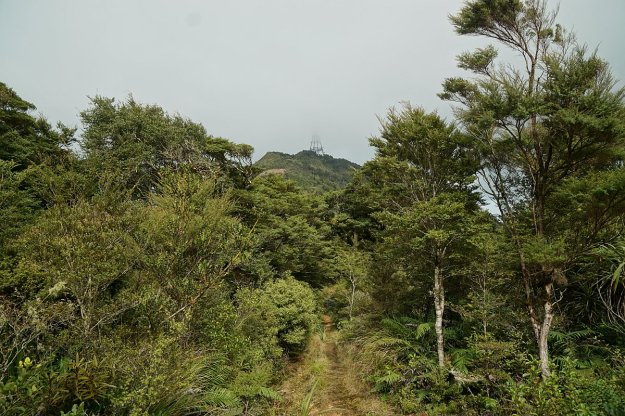 DSC04106_MtTeAroha_Tui