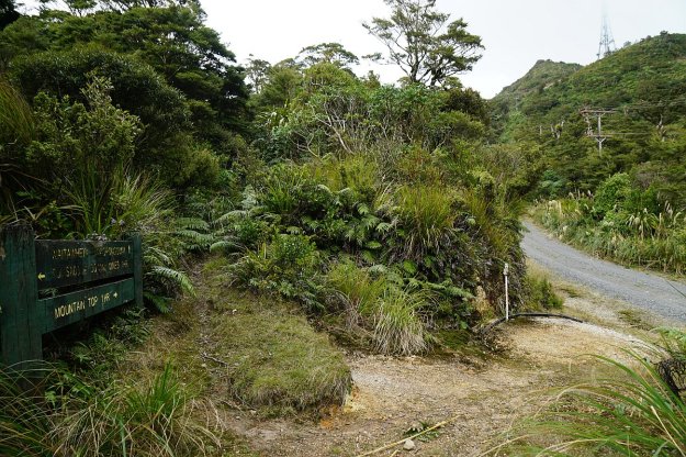 DSC04112_MtTeAroha_Tui