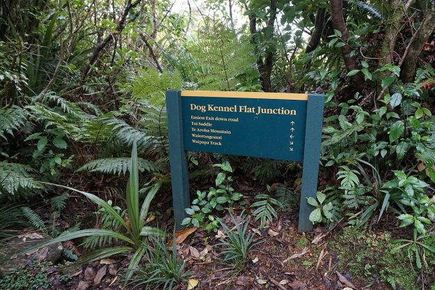 DSC04118_MtTeAroha_Tui