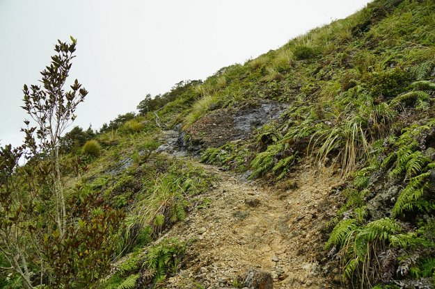 DSC04129_MtTeAroha_Tui