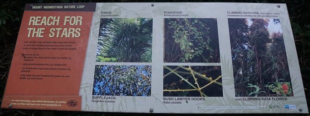 DSC04325_MtNgongotaha