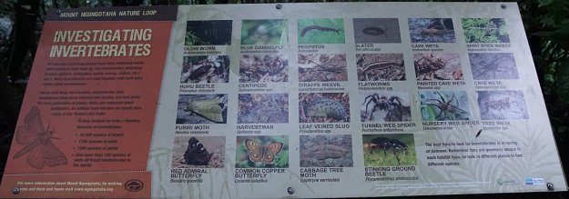 DSC04329_MtNgongotaha