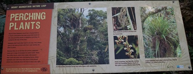 DSC04335_MtNgongotaha