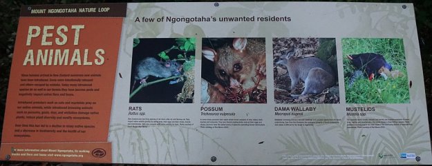 DSC04354_MtNgongotaha