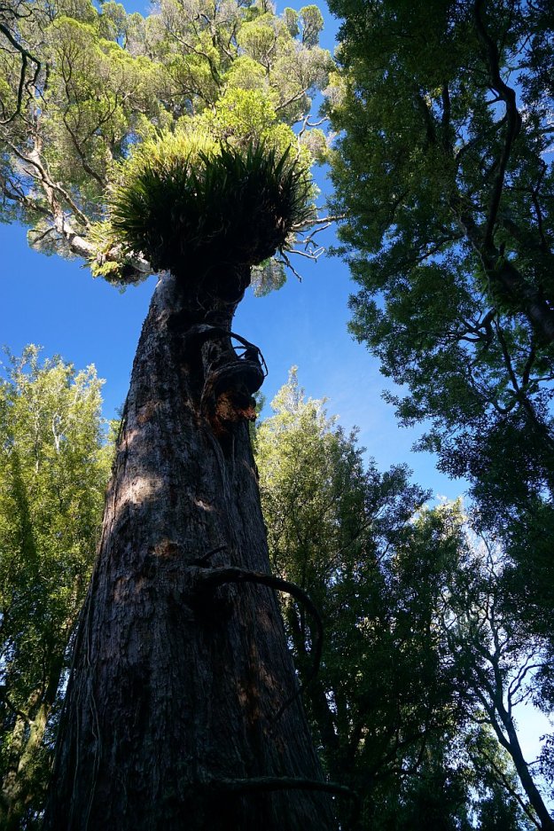 DSC04371_MtNgongotaha