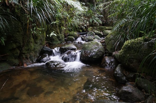 DSC04576_GoldenCrossMaratoto