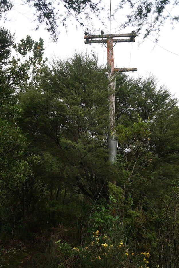 DSC04579_GoldenCrossMaratoto