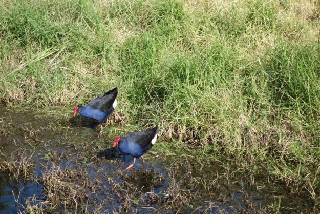 DSC03740_GordonCarmichael