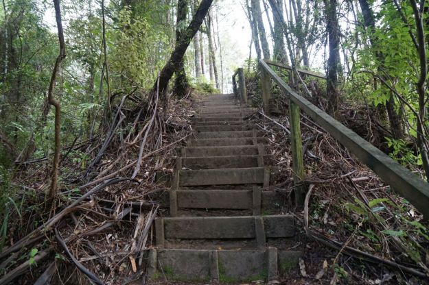 dsc04948_mclarenfalls_rimu