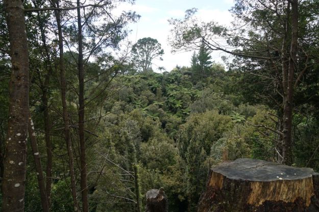 dsc04949_mclarenfalls_rimu