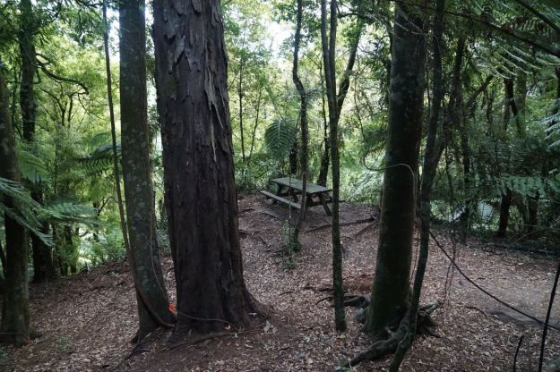 dsc04960_mclarenfalls_rimu