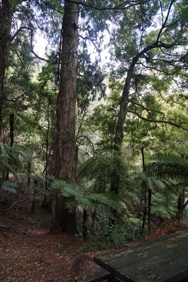 dsc04963_mclarenfalls_rimu
