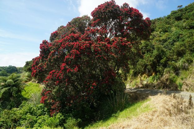 dsc05668_onekawatemawhai