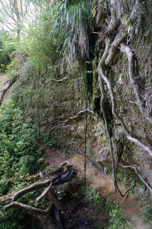 dsc05705_onekawatemawhai