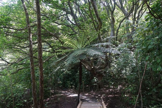 dsc05706_onekawatemawhai