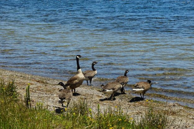 dsc05839_lakeokareka