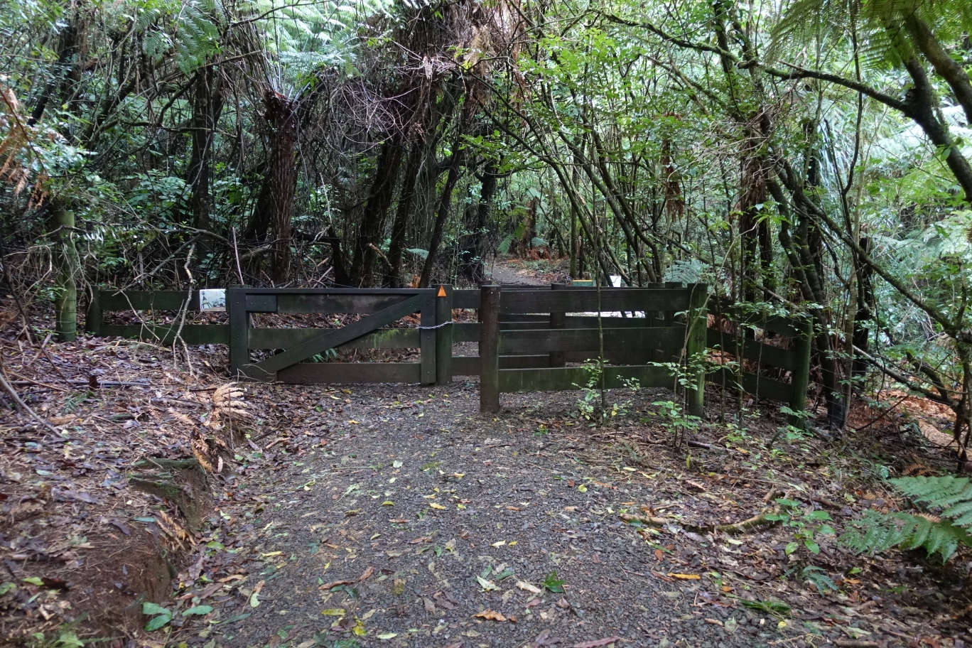 Tirohanga Track to Ruapane Trig, Pirongia | motowalknz