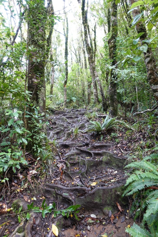 Tirohanga Track to Ruapane Trig, Pirongia | motowalknz