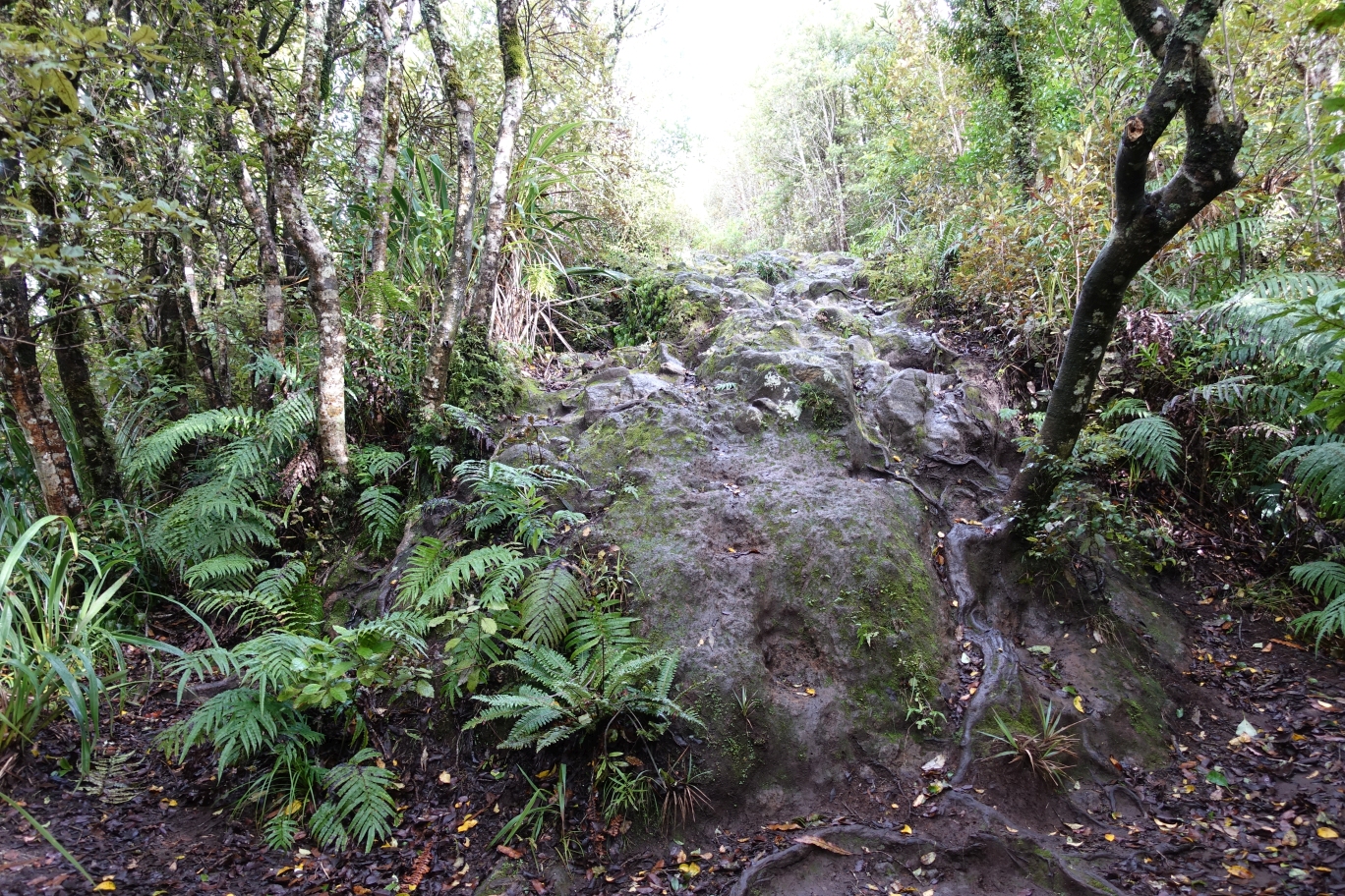 Tirohanga Track to Ruapane Trig, Pirongia | motowalknz