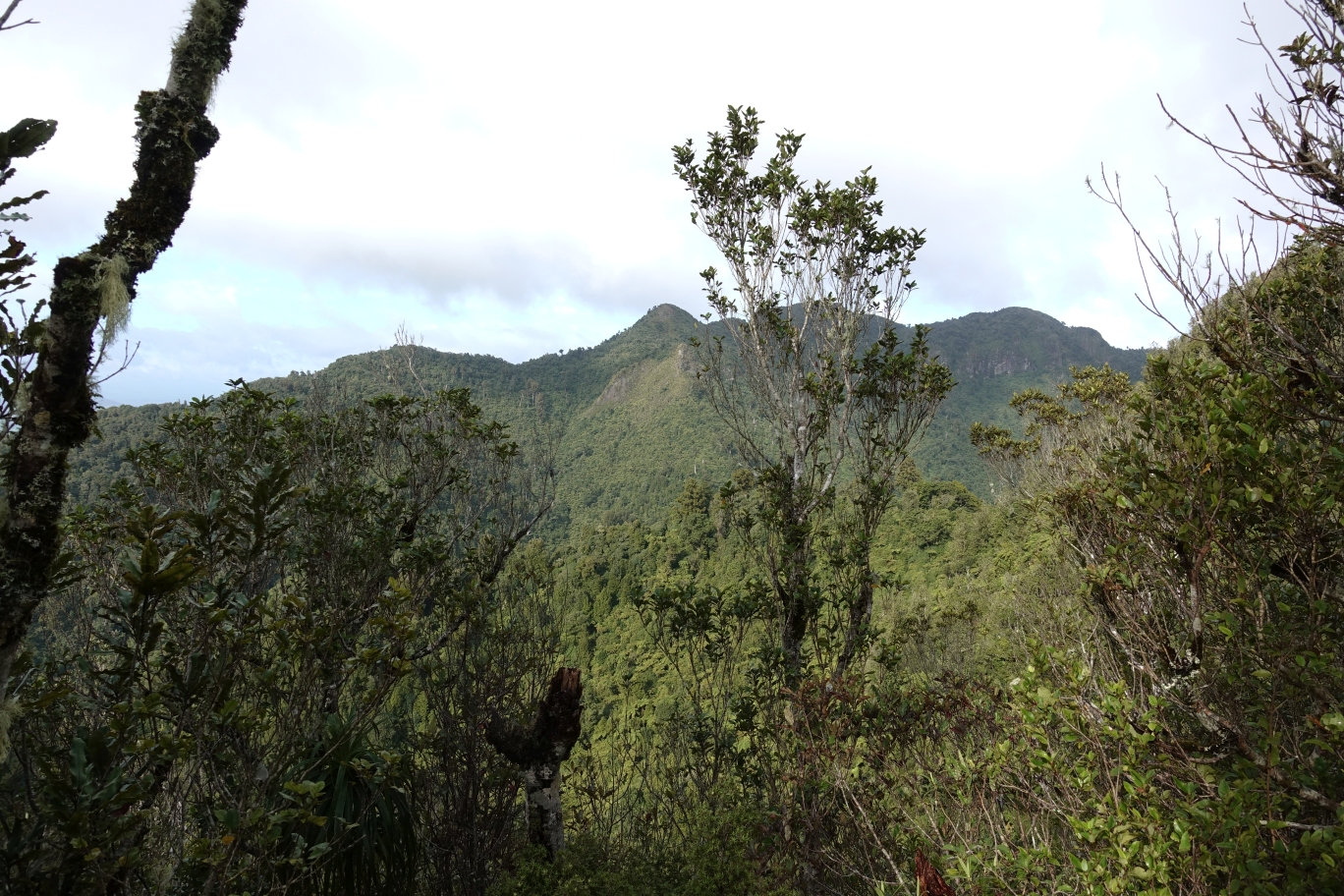 Tirohanga Track to Ruapane Trig, Pirongia | motowalknz