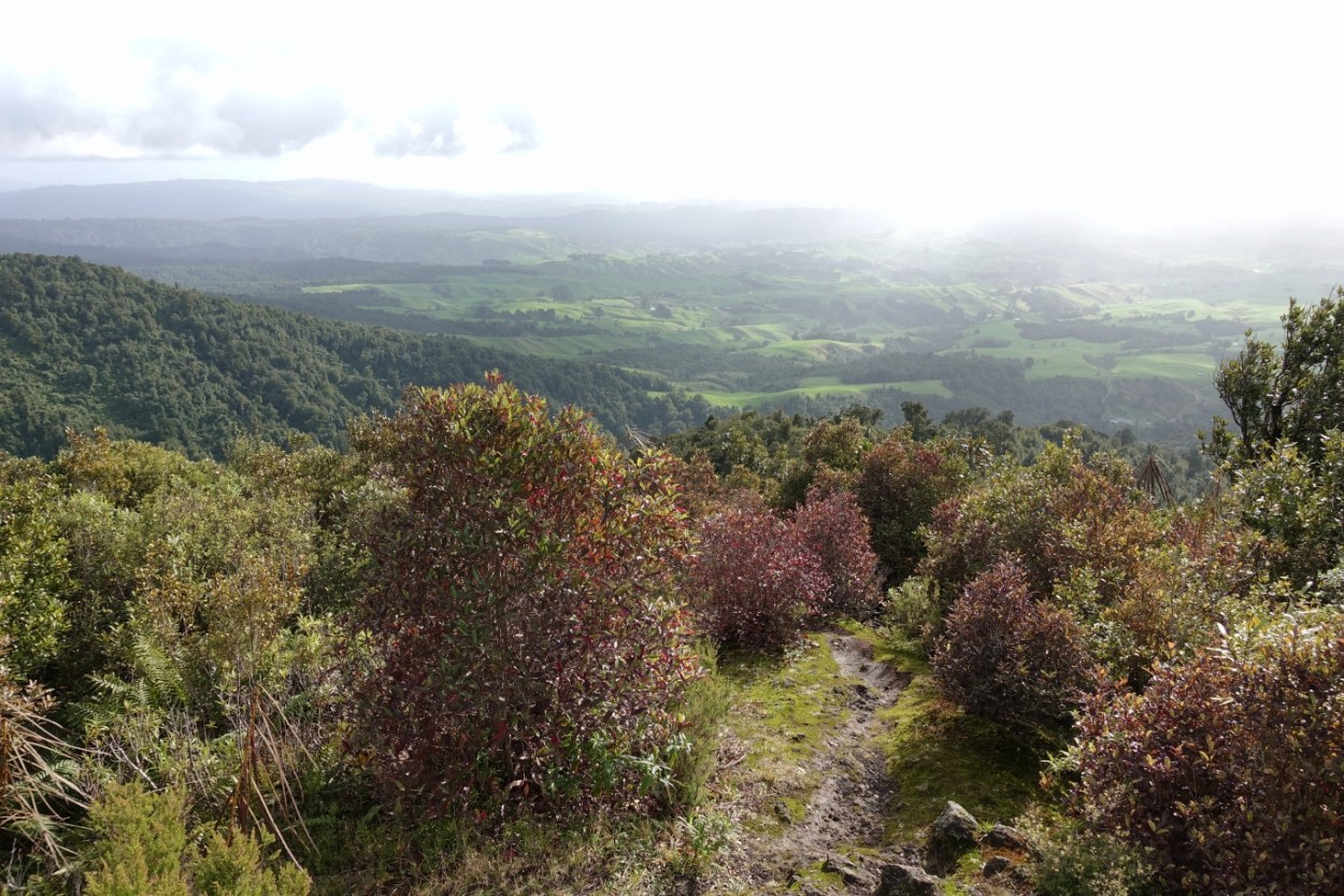 Tirohanga Track to Ruapane Trig, Pirongia | motowalknz