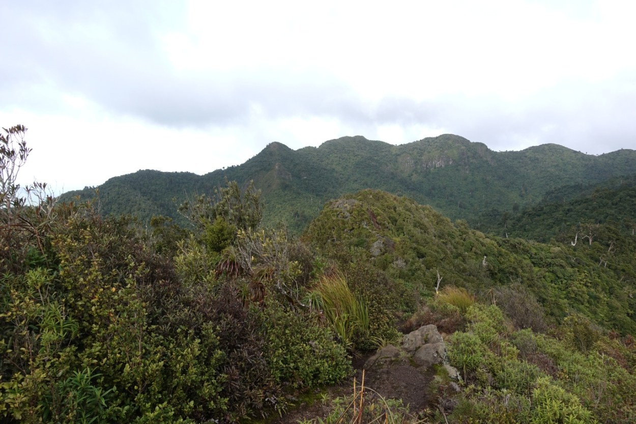 Tirohanga Track to Ruapane Trig, Pirongia | motowalknz